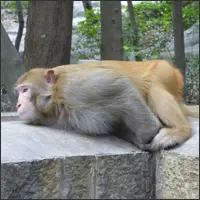 Rhesus macaque resting on a stone wall.