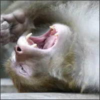 Close-up of a yawning rhesus macaque.