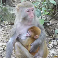 Mother rhesus macaque nursing her baby.
