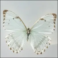 Close-up photograph of a white butterfly with delicate translucent wings.
