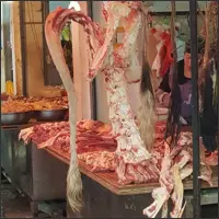 Animal carcass hanging from a hook with the tail prominently visible.