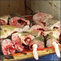 Large carp sections displayed for sale, with swim bladders still attached.