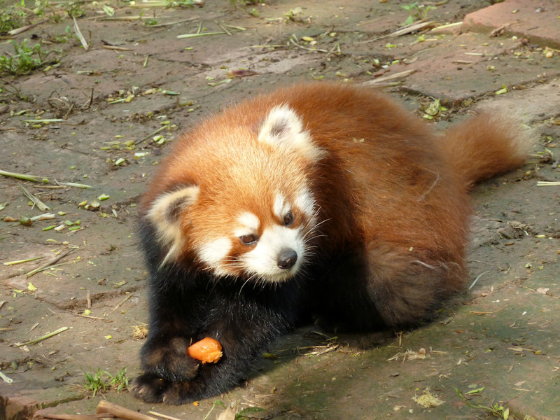 Panda base - red pandas