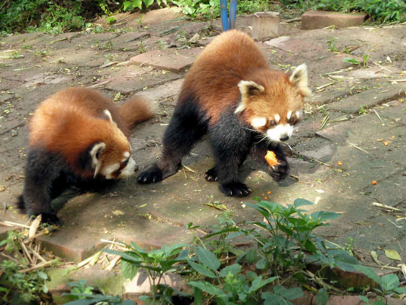 Panda base - red pandas