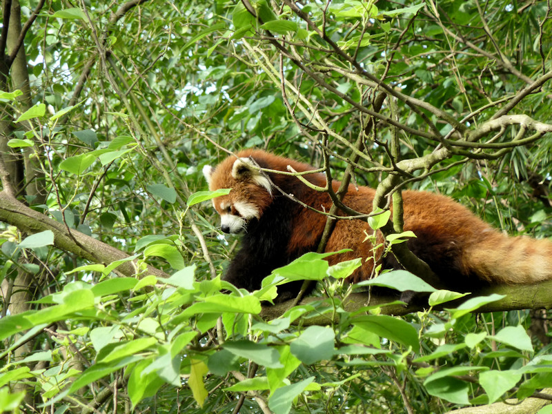 Panda base - red pandas