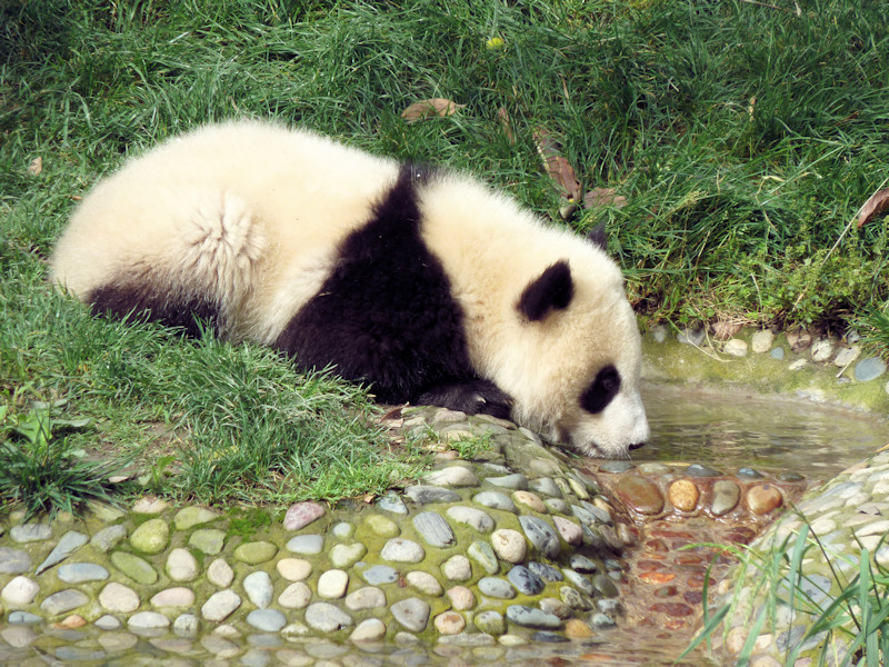 Panda base - giant pandas