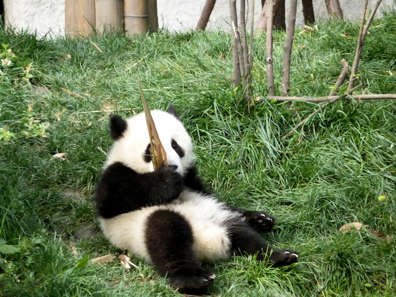Panda base - giant pandas