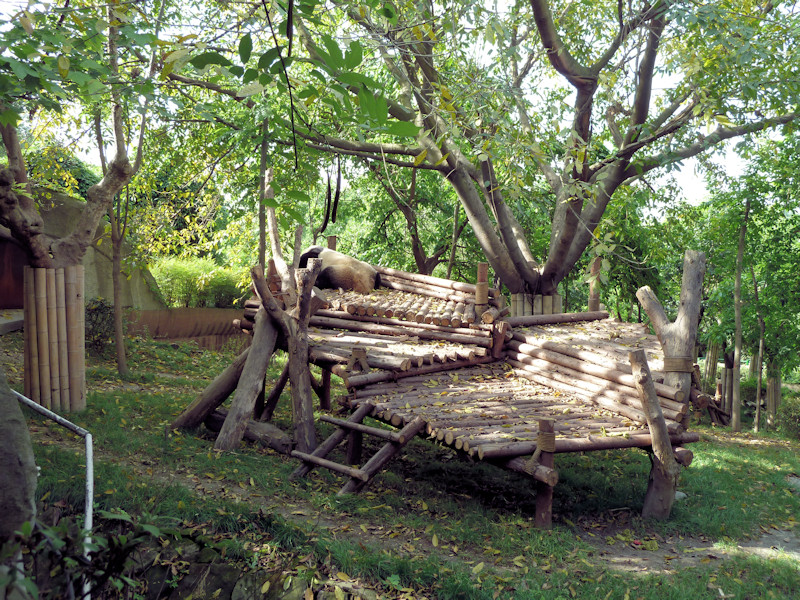 Panda base - giant pandas