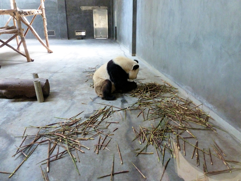 Panda base - giant pandas