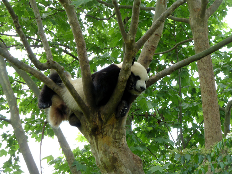 Panda base - giant pandas