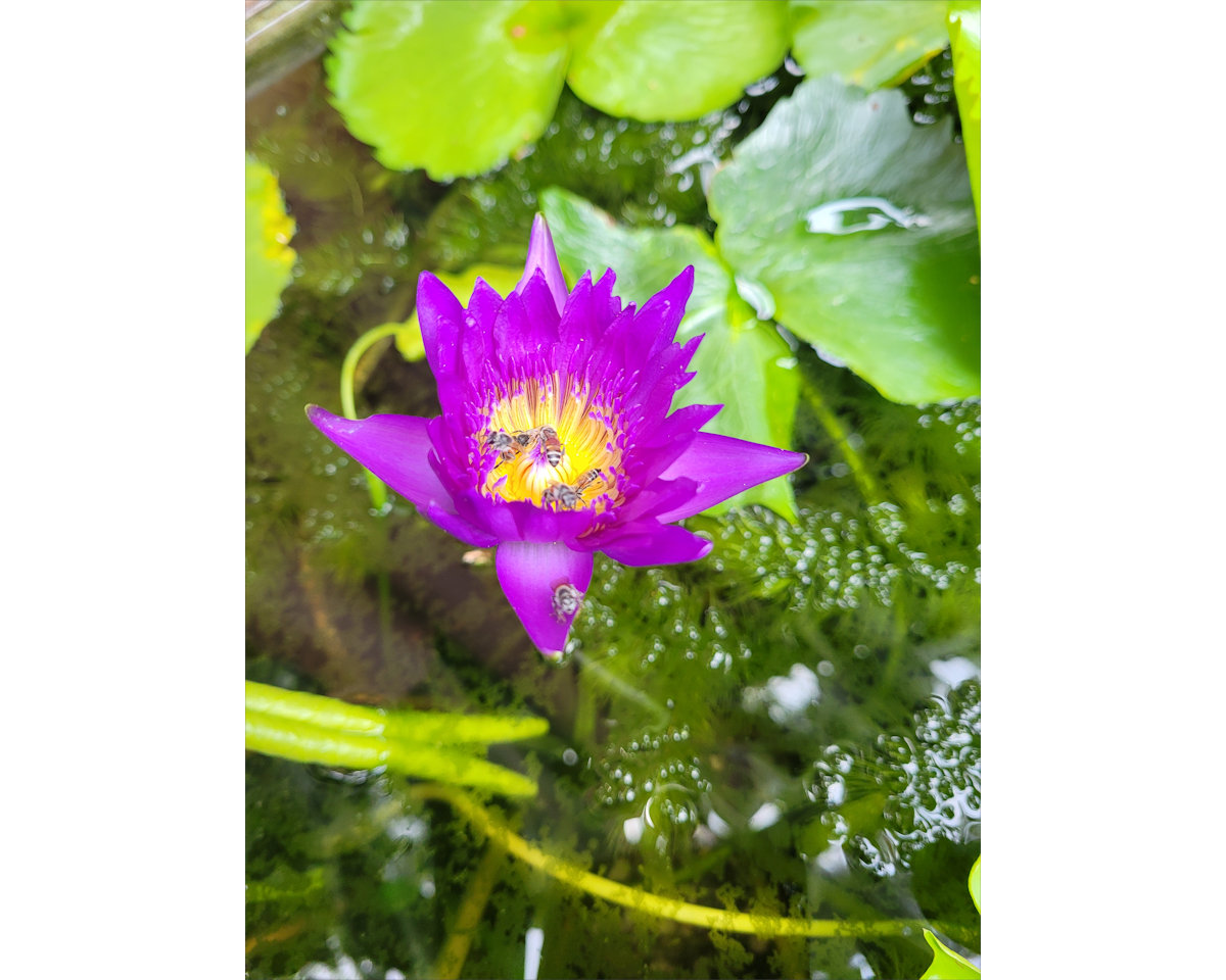 Jim Thompson House, Bangkok
