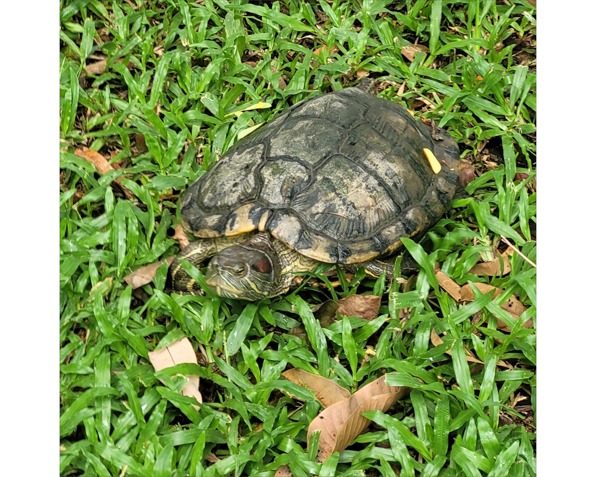 Lumphini Park, Bangkok