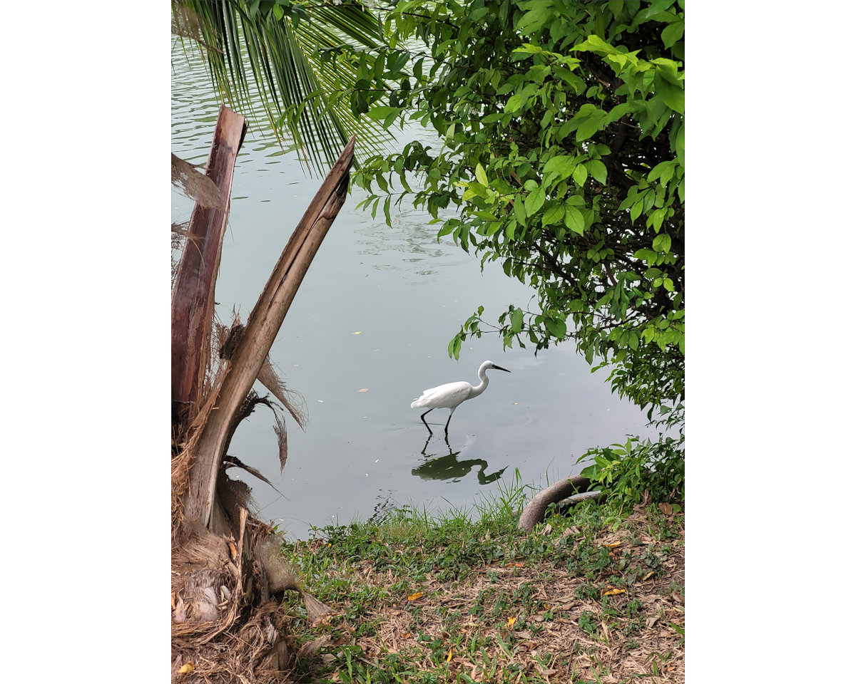 Lumphini Park, Bangkok