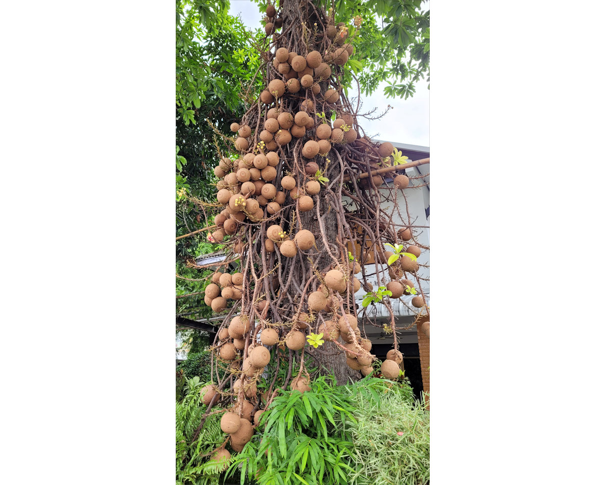 Cannonball tree, Chiang Mai