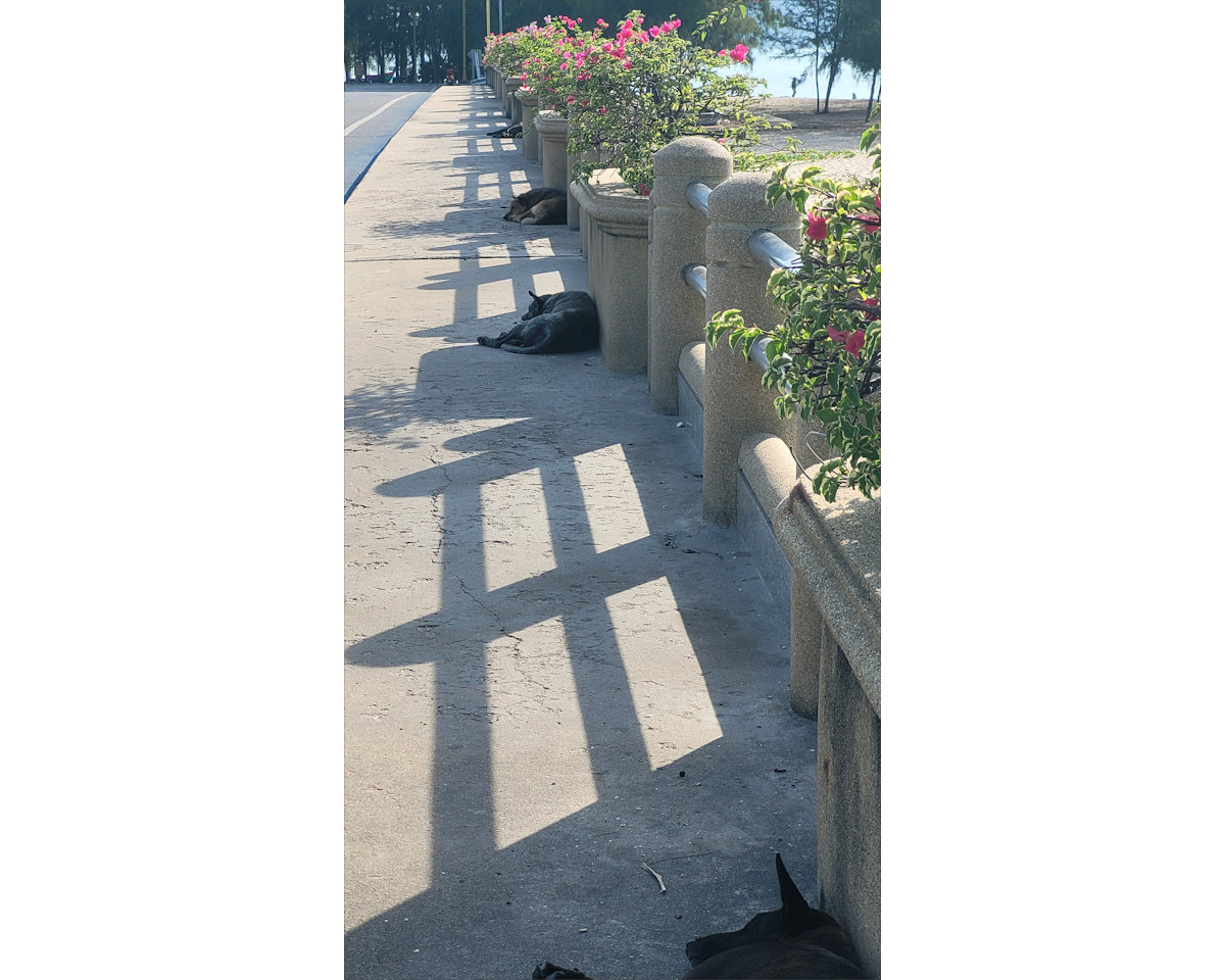 Prachuap - street dogs, resting in the shade.