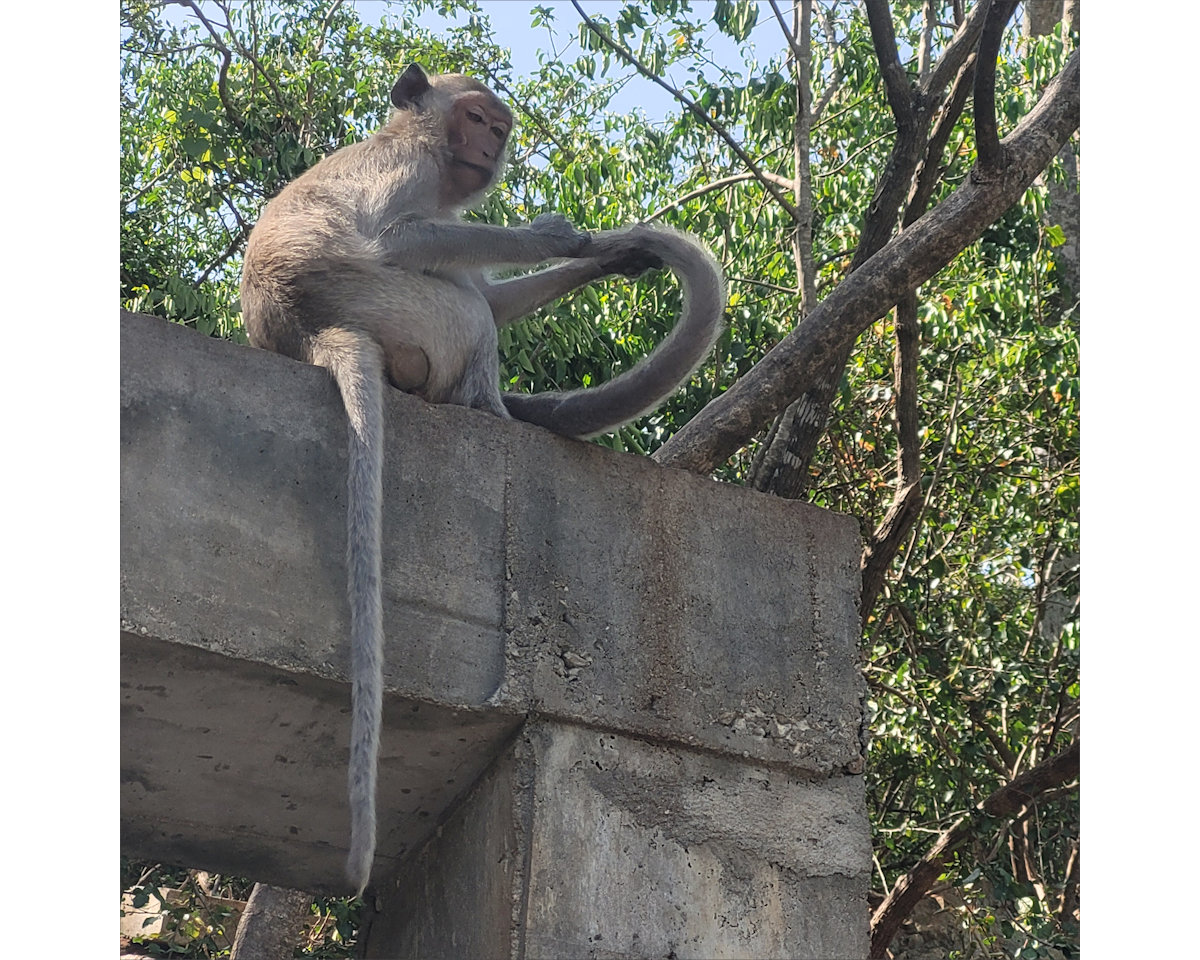 Monkeys