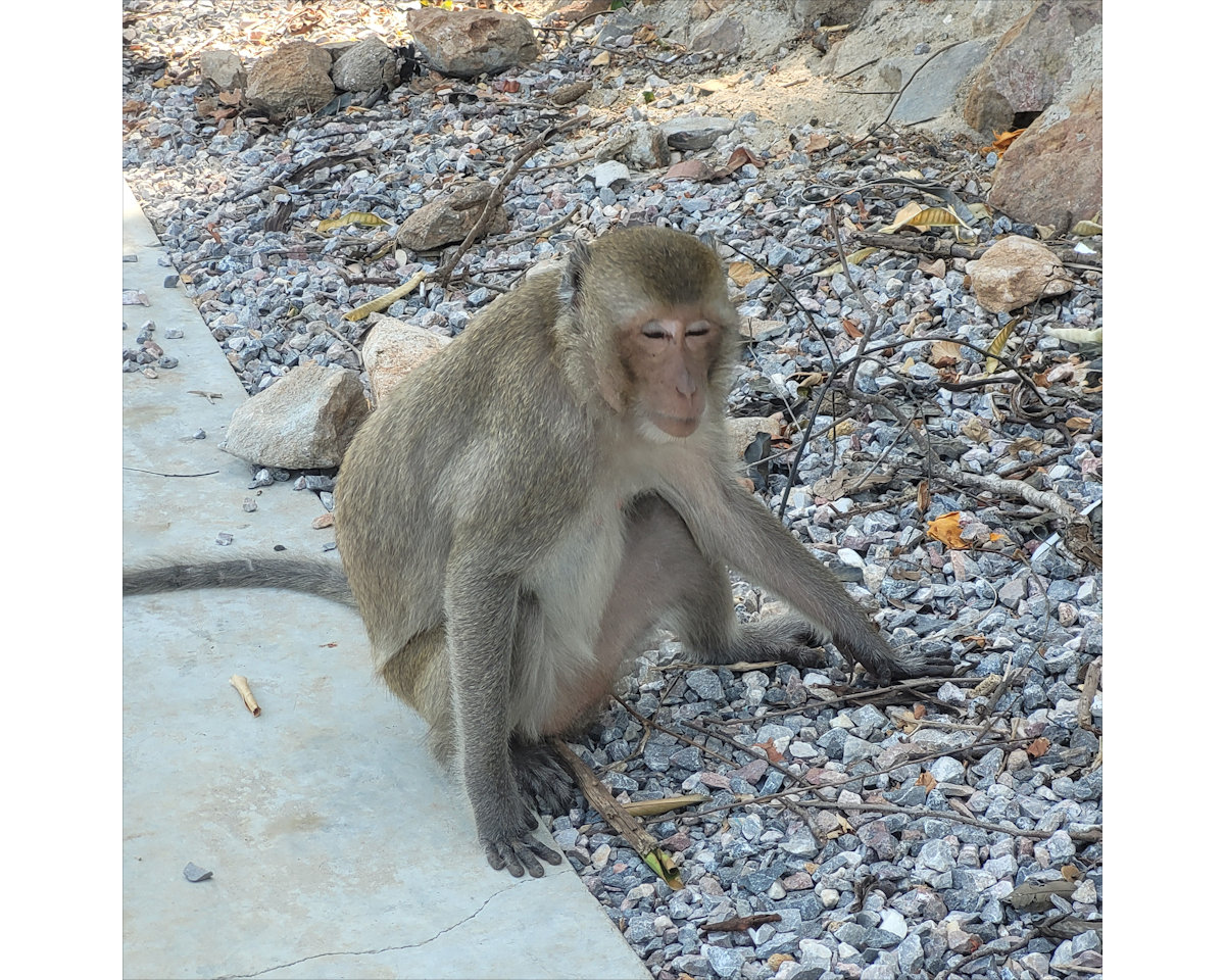 Monkeys