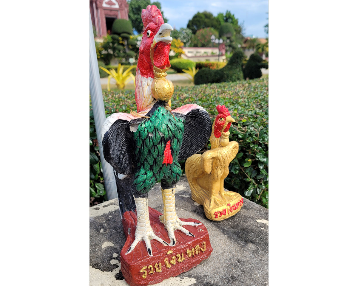 Prachuap, rooster at City Pillar Shrine