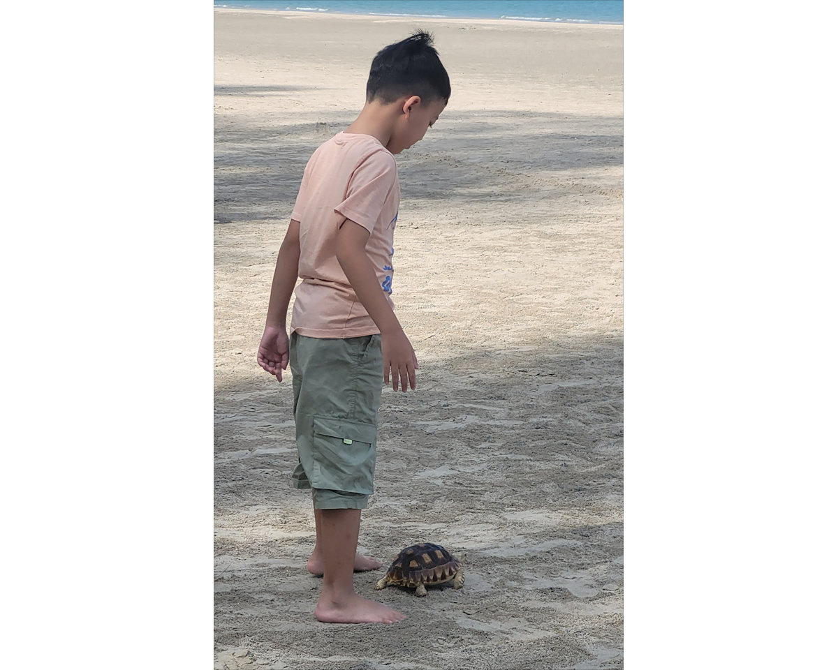 Prachuap, boy with turtle on the beach