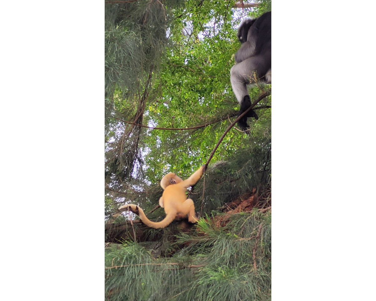 Dusky Leaf Monkeys, Wing 5, Prachuap