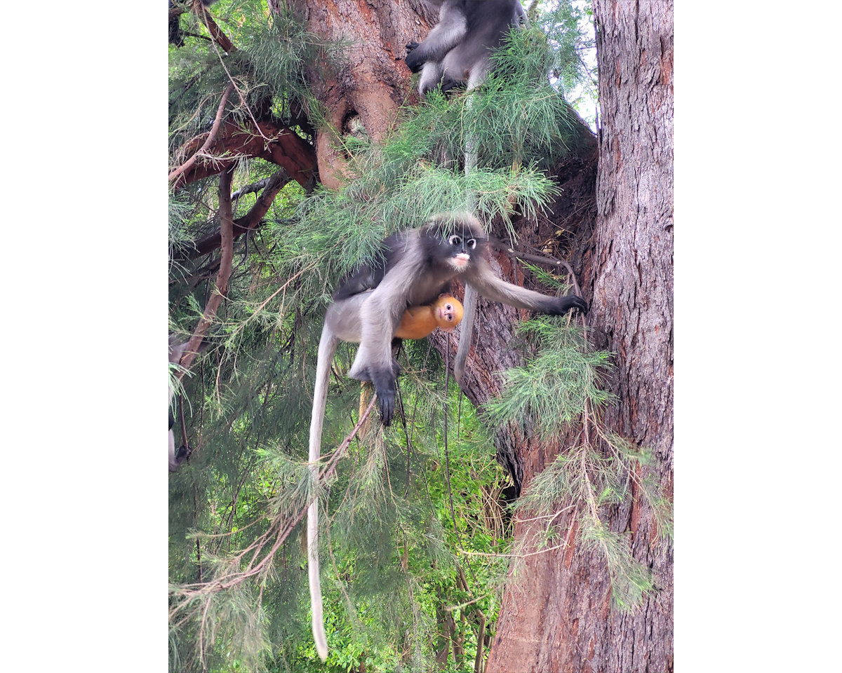 Dusky Leaf Monkeys, Wing 5, Prachuap