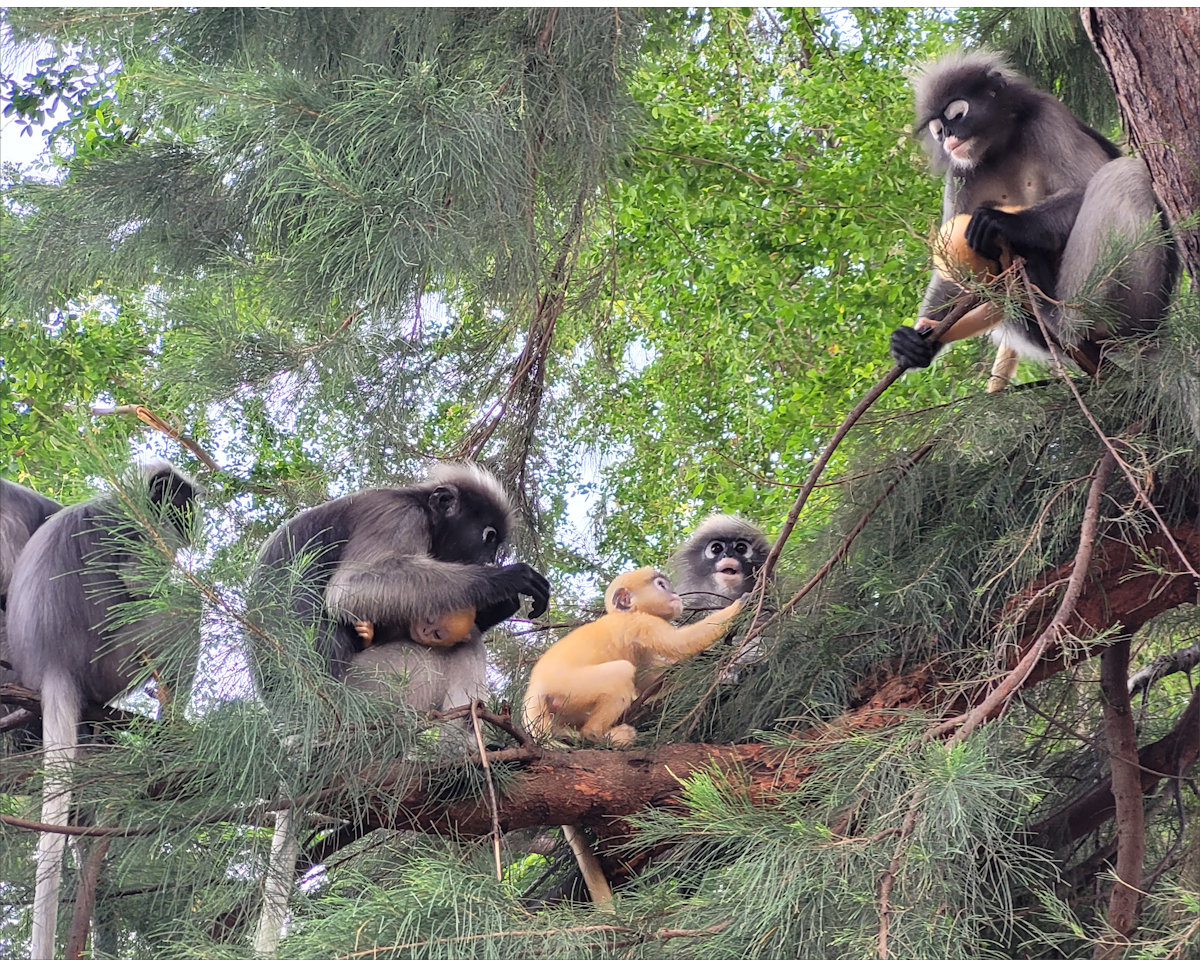Dusky Leaf Monkeys, Wing 5, Prachuap