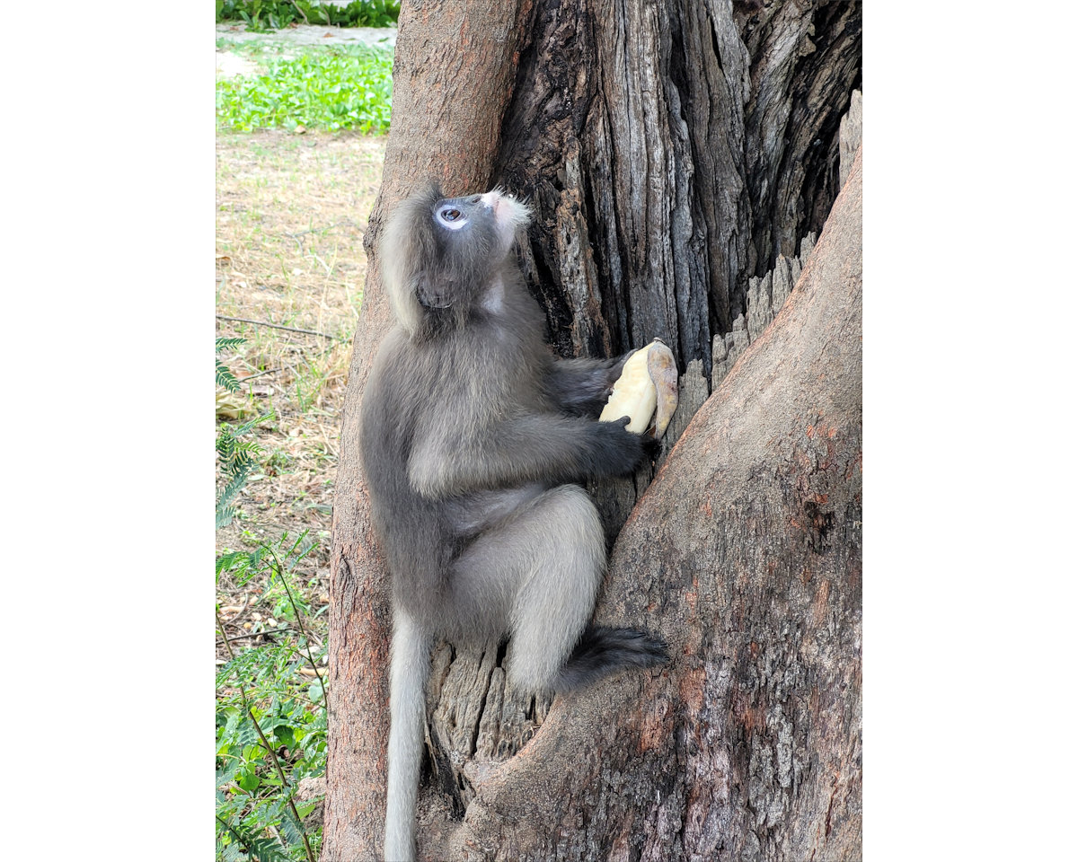 Dusky Leaf Monkeys, Wing 5, Prachuap