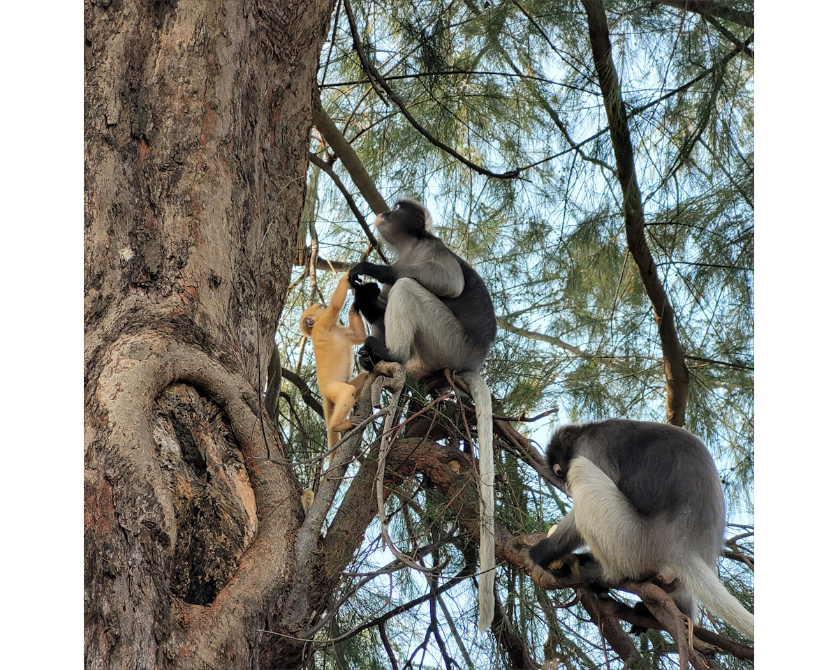 Dusky Leaf Monkeys, Wing 5, Prachuap