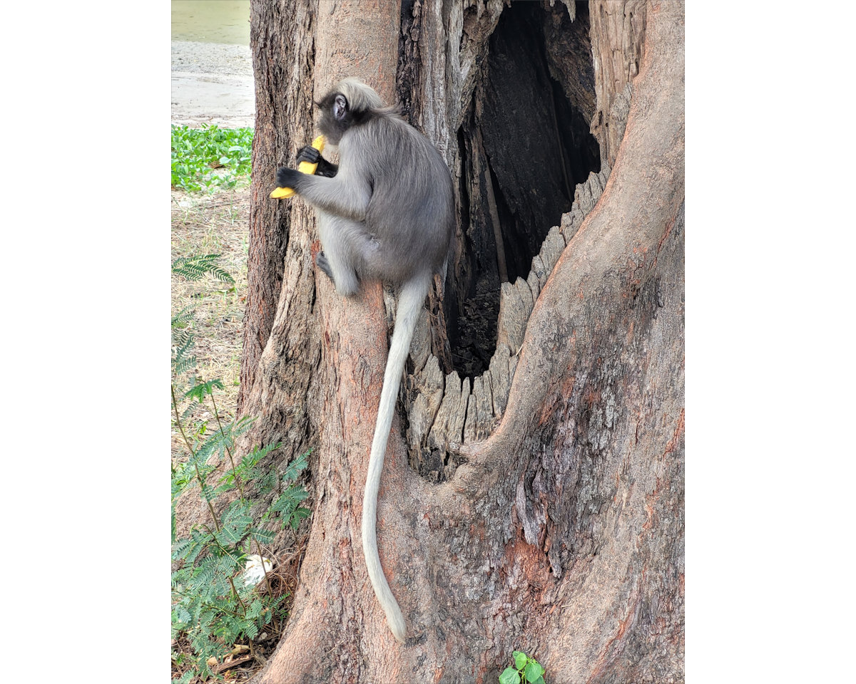 Dusky Leaf Monkeys, Wing 5, Prachuap