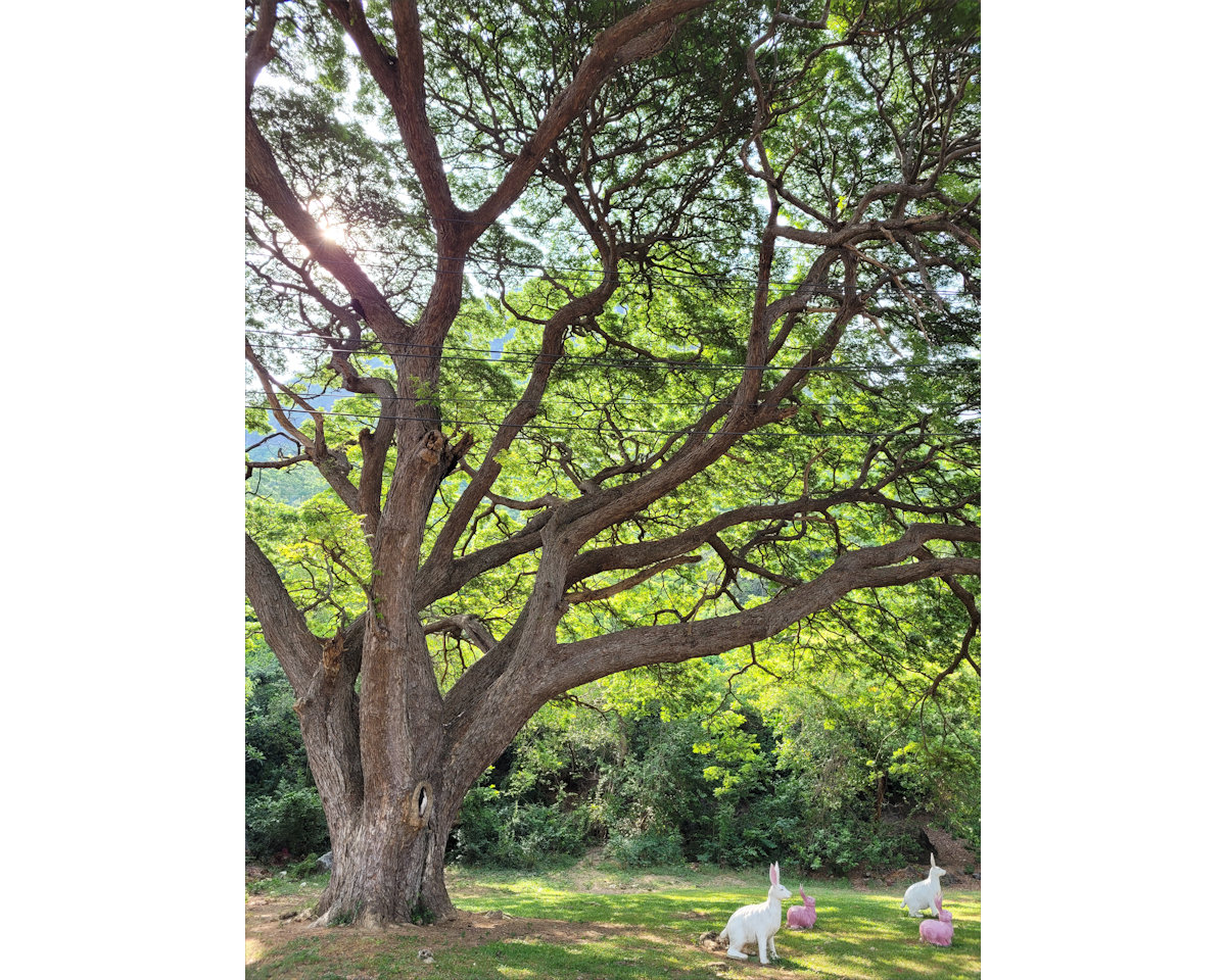 Dusky Leaf Monkeys, Wing 5, Prachuap
