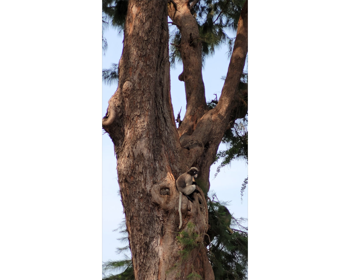 Dusky Leaf Monkeys, Wing 5, Prachuap
