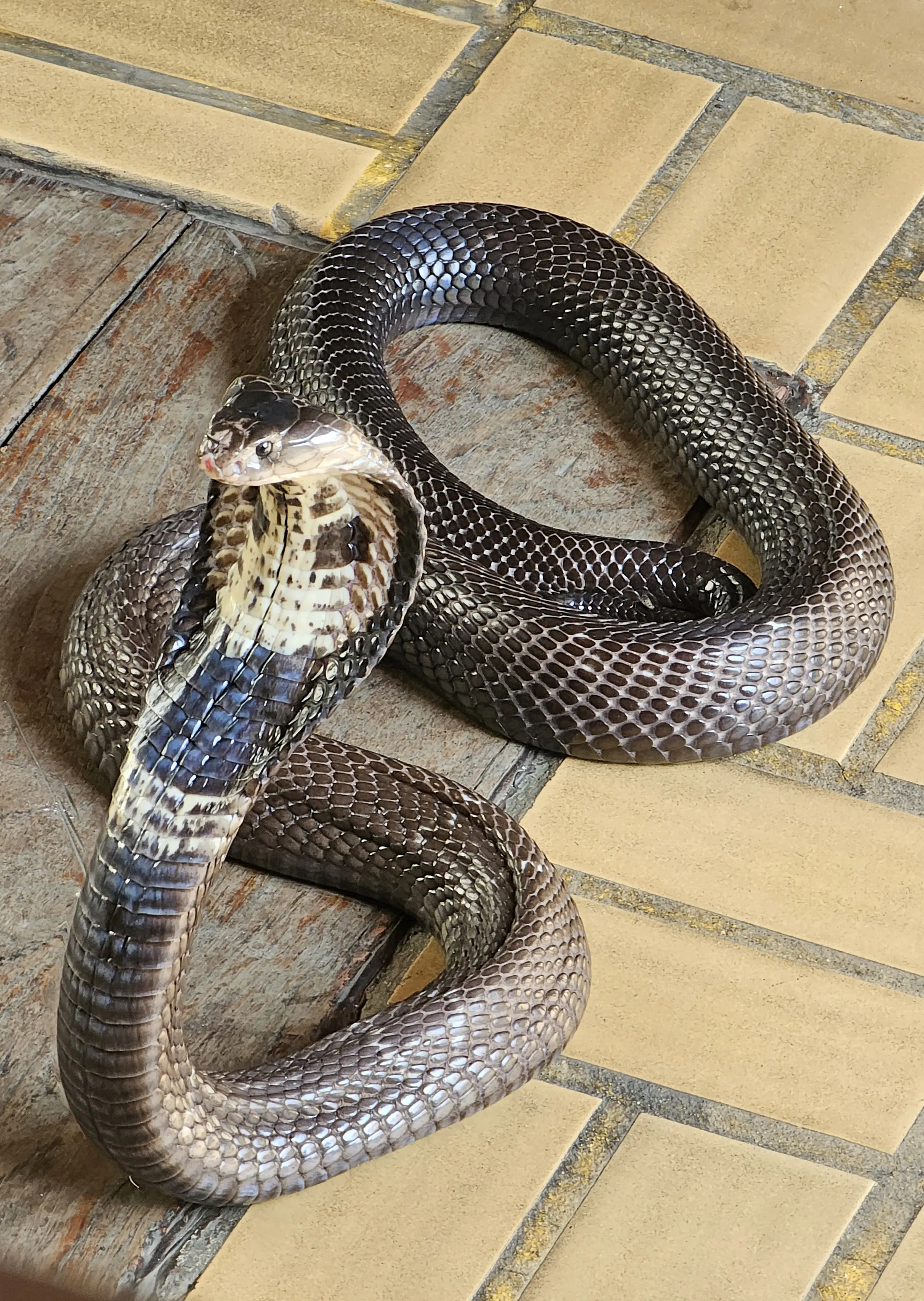 Monocled Cobra