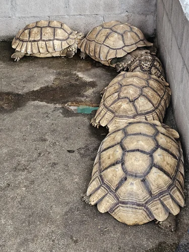 Giant tortoises resting on concrete, shell in view