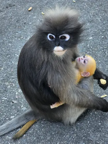 Dusky Leaf monkey in a tree in Prachuap Khiri Khan