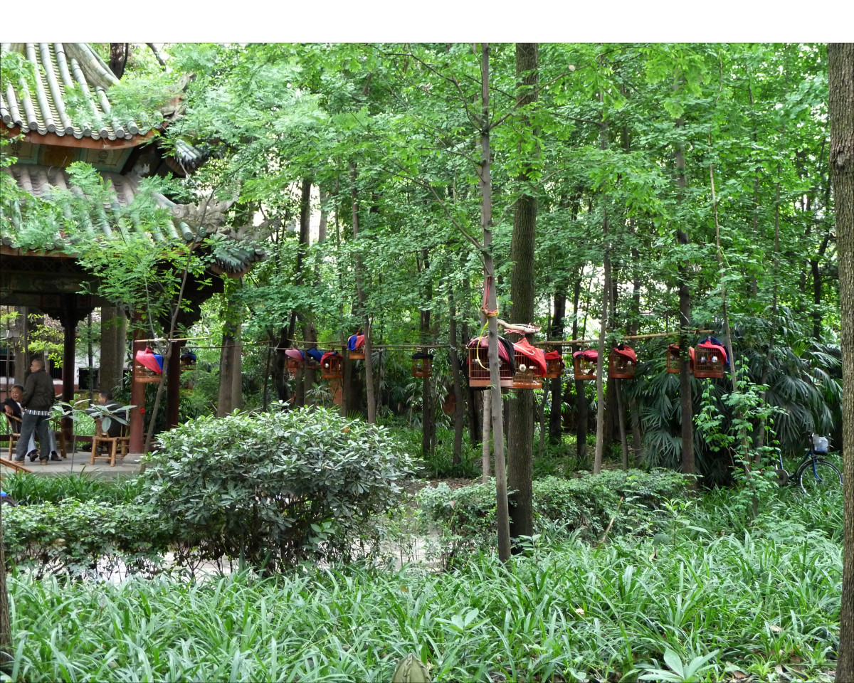 Chengdu parks - bird walking