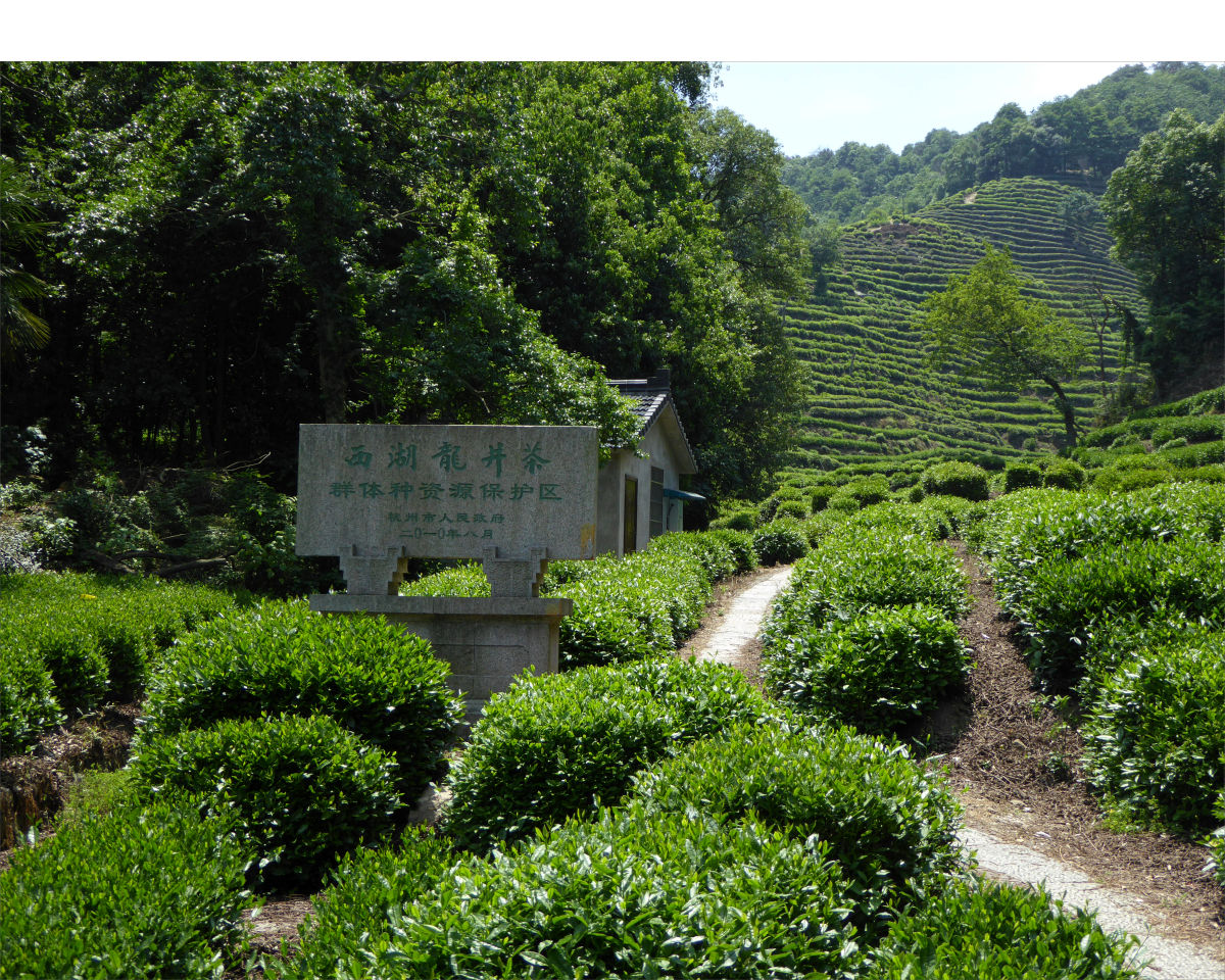 Hangzhou - tea plantations