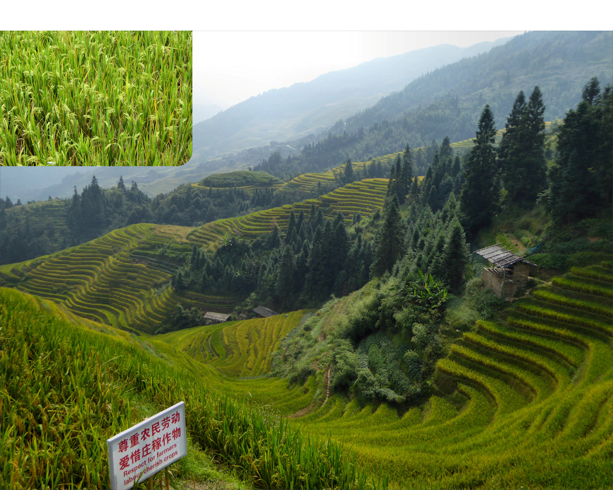 Longsheng / Longji rice terraces