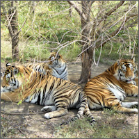 Harbin, Siberian Tiger Park 