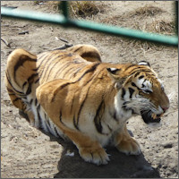 Harbin, Siberian Tiger Park