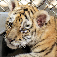 Harbin, Siberian Tiger Park