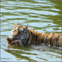 Harbin, Siberian Tiger Park