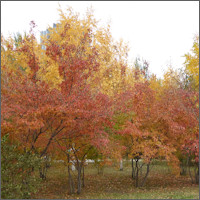 Harbin, fall colors