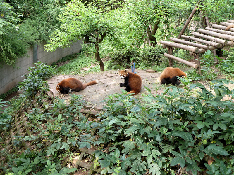 Panda base - red pandas
