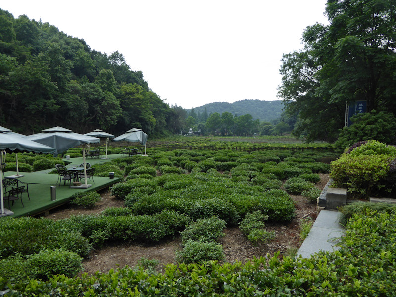 Hangzhou - Tea plantation